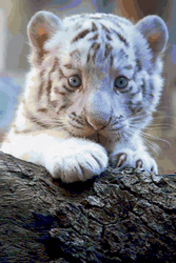 маленький тигренок - тигр, животные - предпросмотр