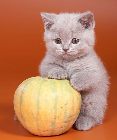 киска - животные, кошки - оригинал