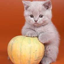 Схема вышивки «киска»