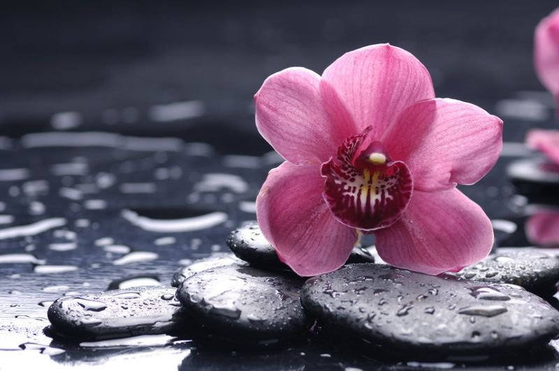 Розовая орхидея - орхидея, цветы, природа - оригинал