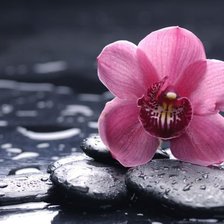 Оригинал схемы вышивки «Розовая орхидея» (№182860)