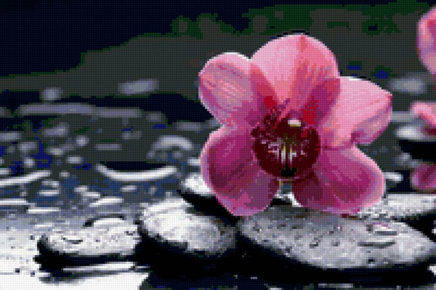 Розовая орхидея - природа, орхидея, цветы - предпросмотр