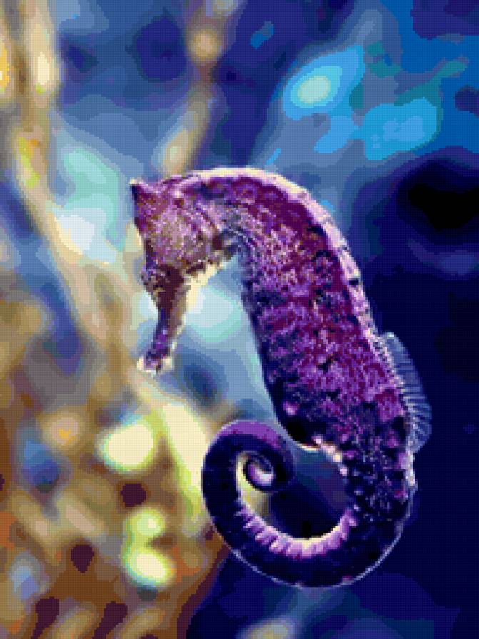 конек - морское - предпросмотр