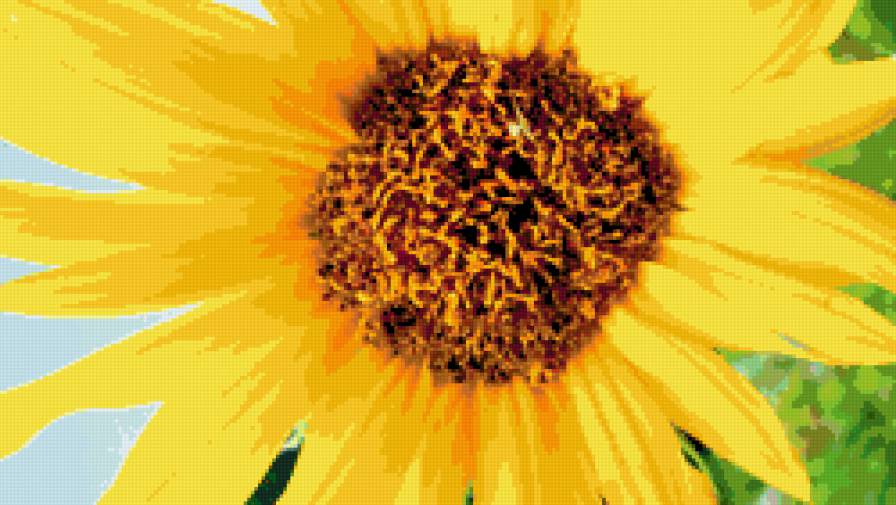 Подсолнух - подсолнух, цветы - предпросмотр