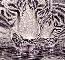 Тигры на водопое