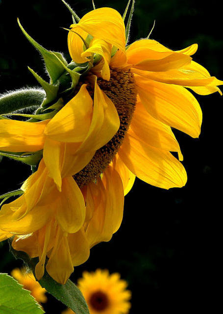 подсолнухи - оригинал