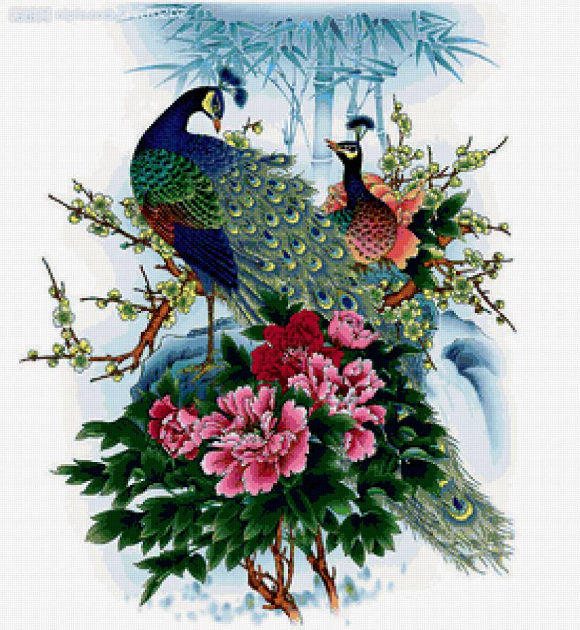 павлин - предпросмотр