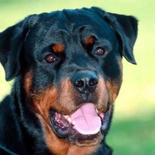 Схема вышивки «ротвейлер»