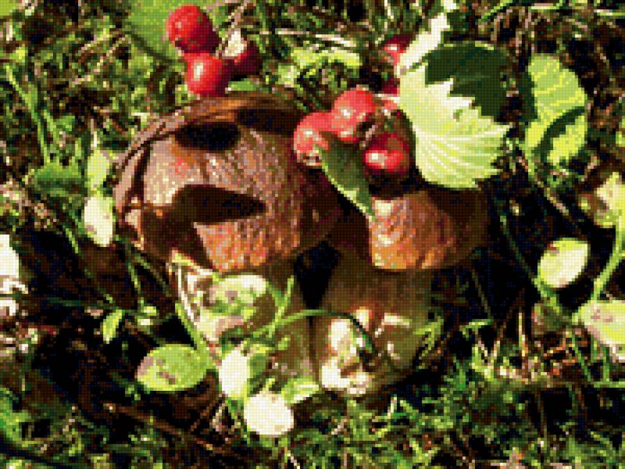 Грибы - природа - предпросмотр