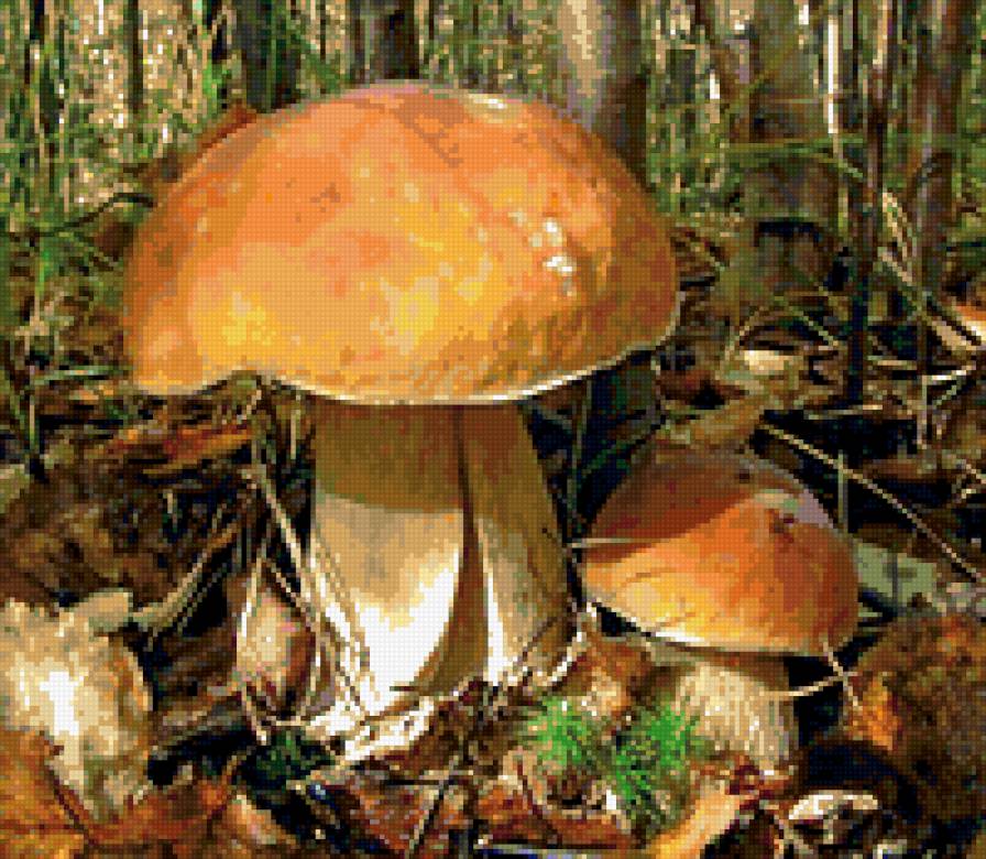 Грибы - природа - предпросмотр