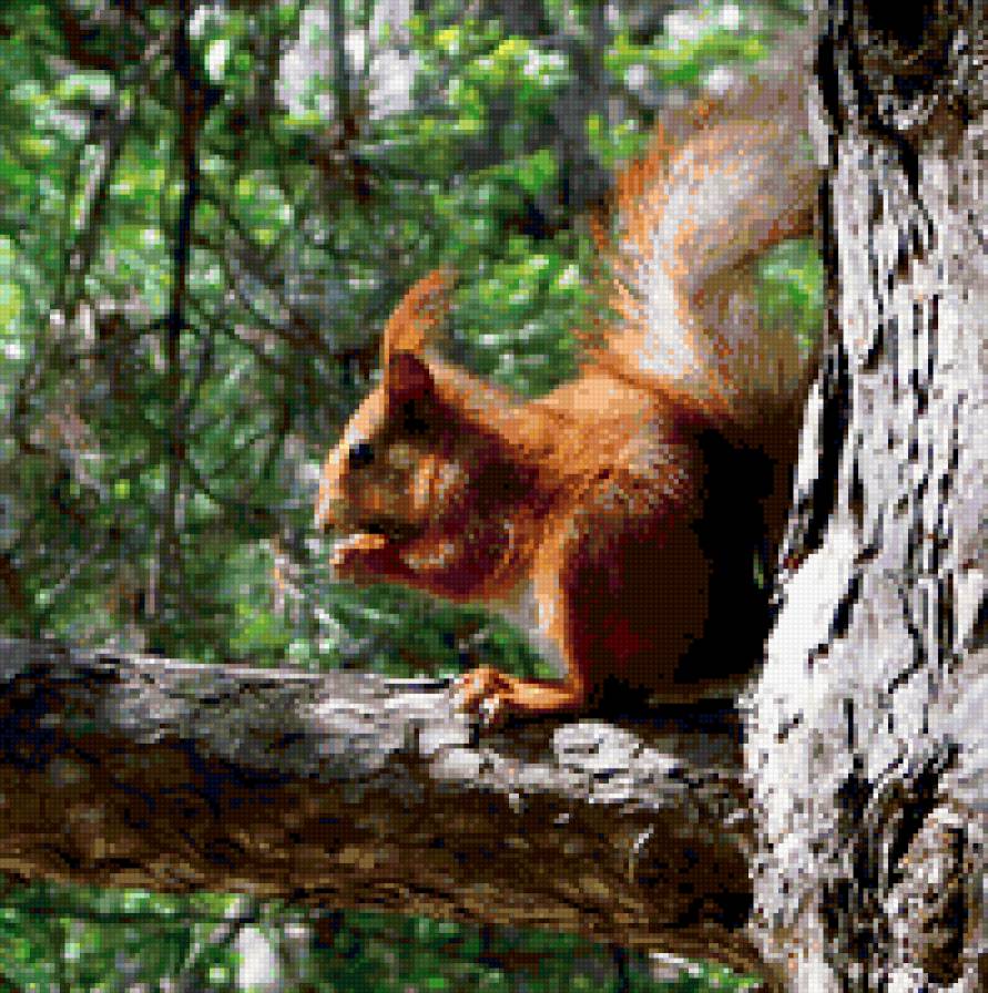 белка - животные, природа - предпросмотр