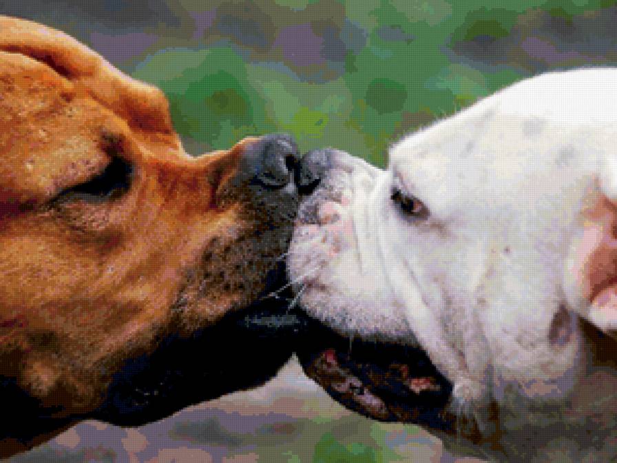 Любовь - верность, поцелуй.., собаки, дружба - предпросмотр