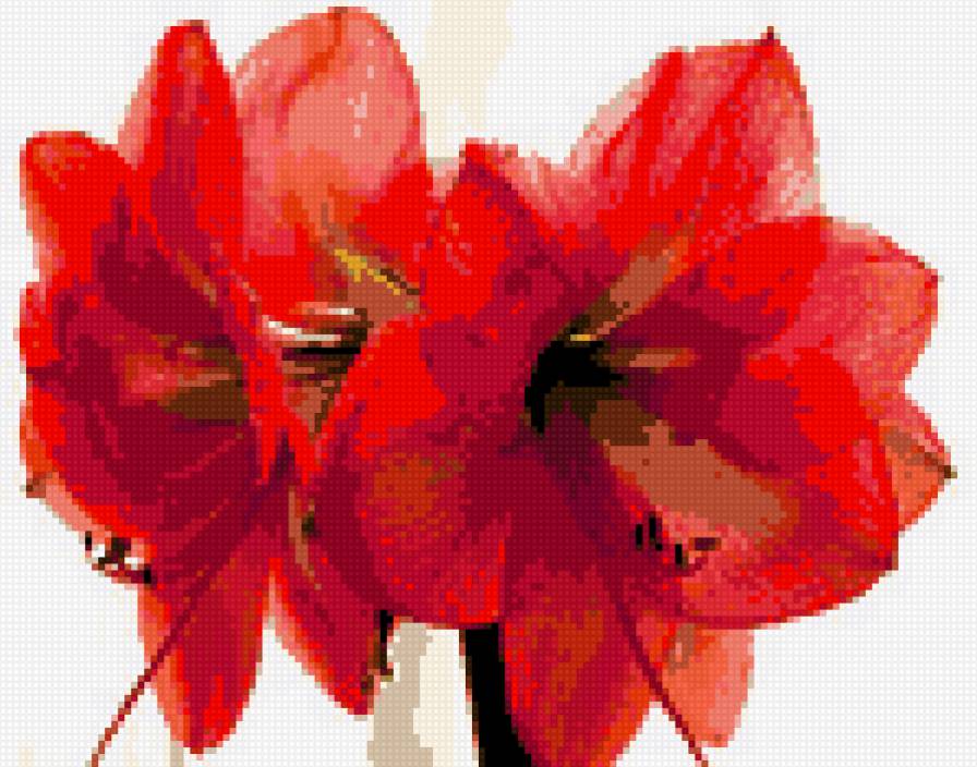 амараллис - цветы - предпросмотр