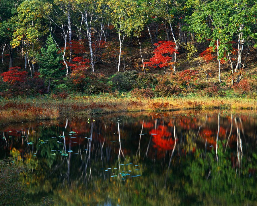 лесное озеро - природа, лес, весна, картина - оригинал