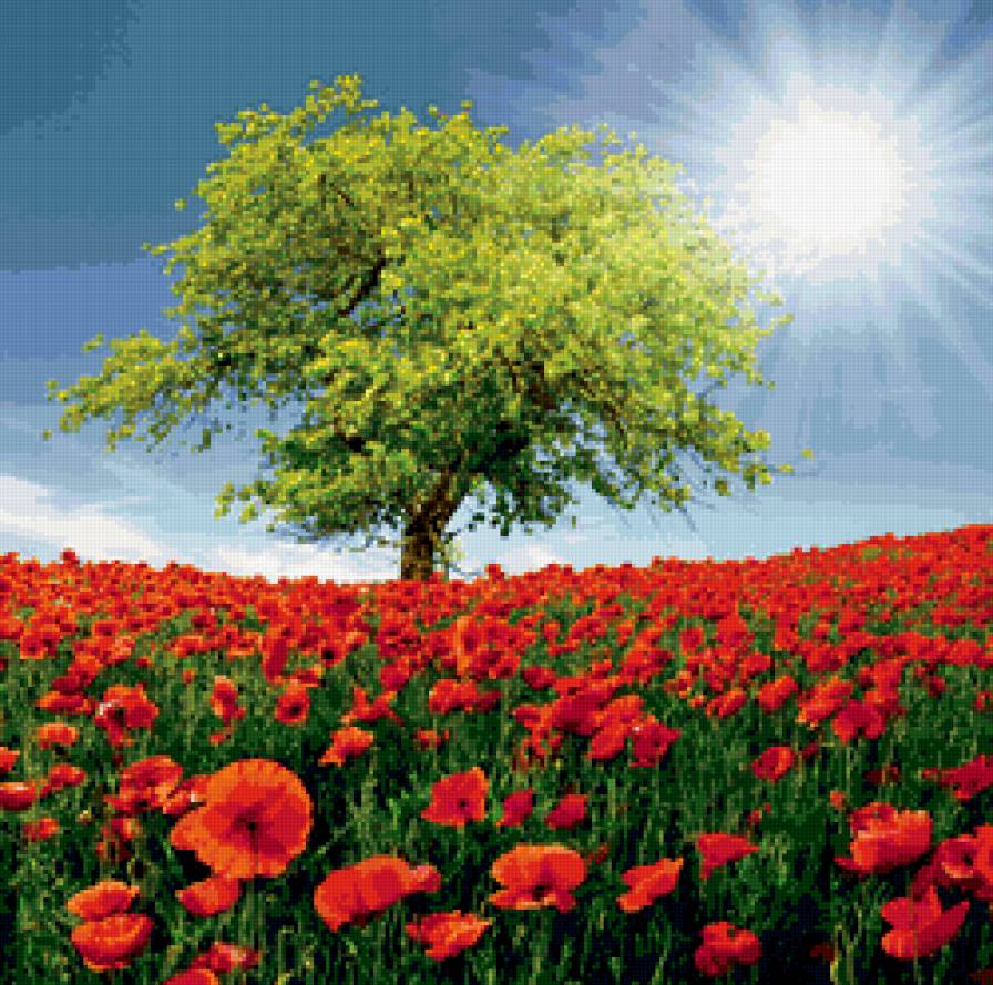 маковое поле - поле, природа, цветы - предпросмотр