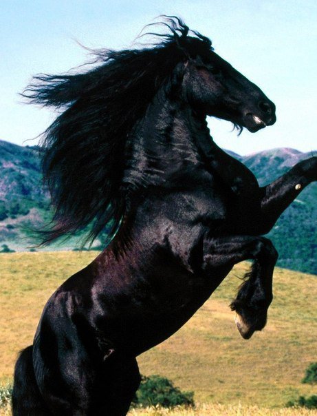 животные - черный конь - оригинал