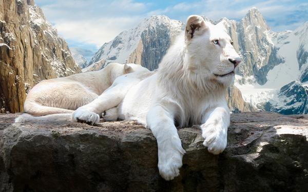 белый лев - животное - оригинал