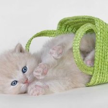 Схема вышивки «Котёнок выпал из сумки»