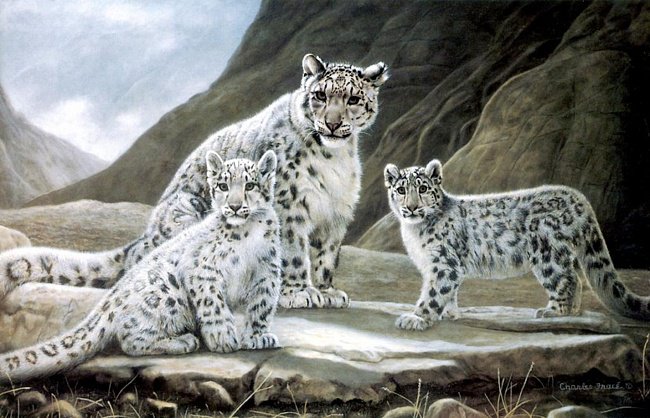 Снежные барсы - картина, животные - оригинал