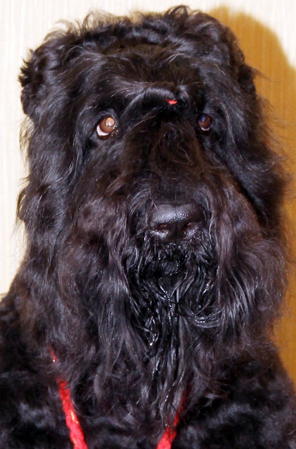 Vicky - оригинал