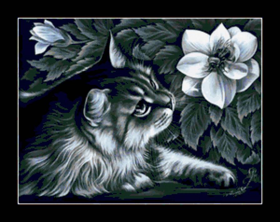 №184727 - кошки - предпросмотр