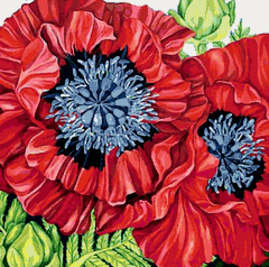 Маки - маки - предпросмотр