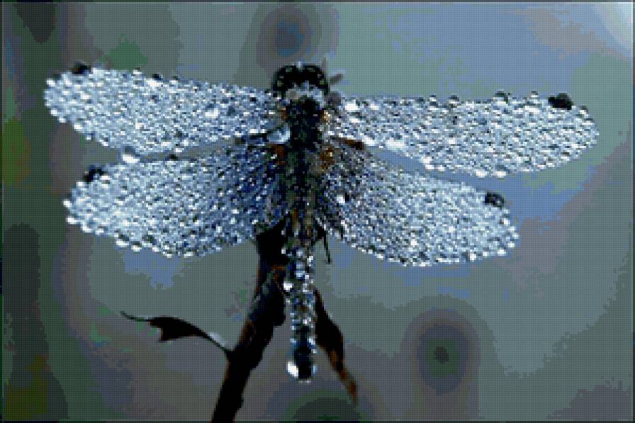 стрекоза - природа - предпросмотр