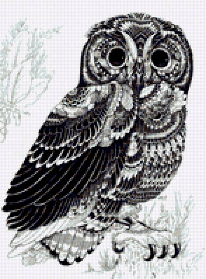 сова - предпросмотр