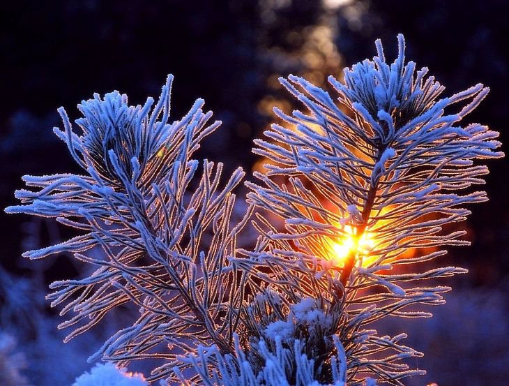 зима - ветка, красота, закат - оригинал