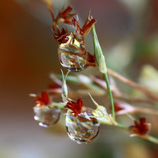 Схема вышивки «капля 4»