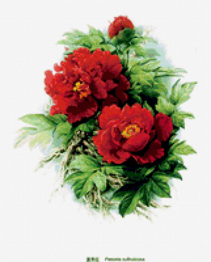 Пионы - цветы, акварель - предпросмотр