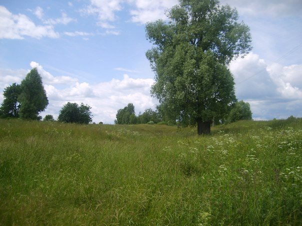 дерево из детства - лес, природа, дом - оригинал