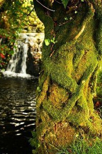 дерево - озеро, вода, природа - оригинал