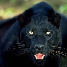 Схема вышивки «животные»