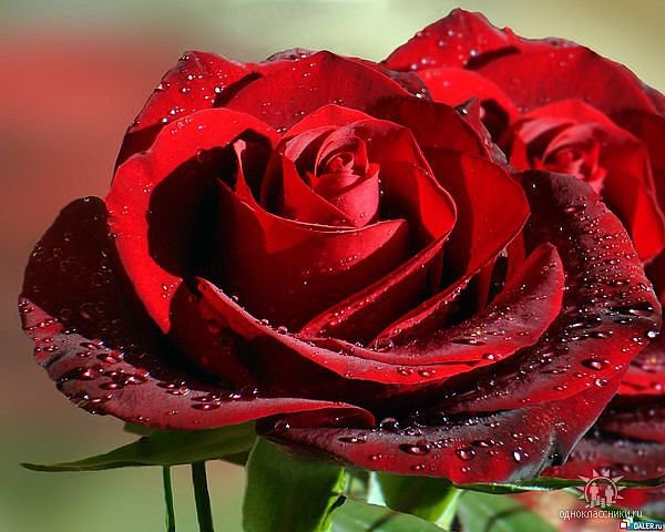 rosa - оригинал