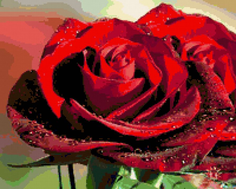 rosa - предпросмотр