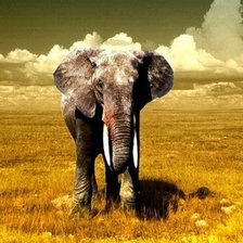 Схема вышивки «Для тех, кто собирает слонов!!!»