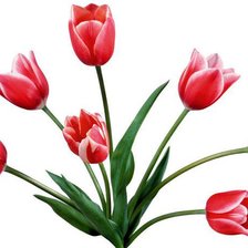 Букет тюльпанов