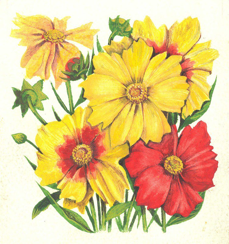 Кореопсис - живопись, цветы - оригинал