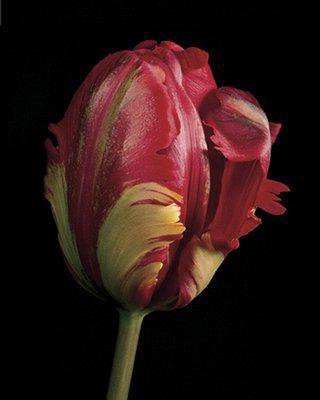 №185565 - оригинал