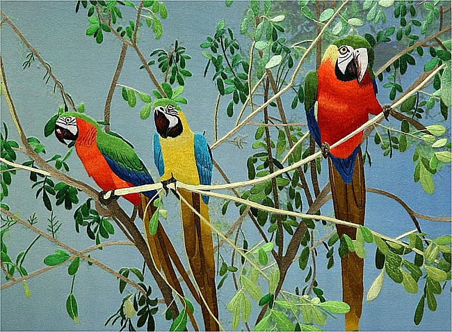 попугаи - птицы - оригинал