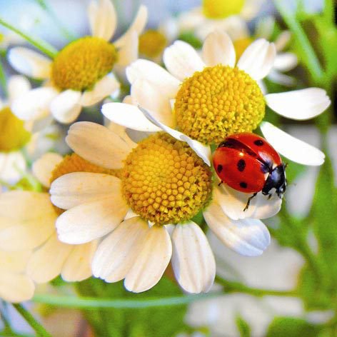 цветы - цветы, романтика, вода, букет, природа - оригинал