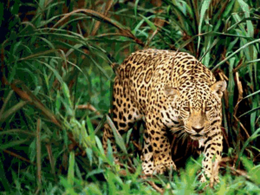 Леопард в джунглях - леопард, джунгли, трава, природа, животные, лето, хищники - предпросмотр