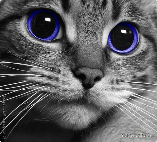 Котя - оригинал