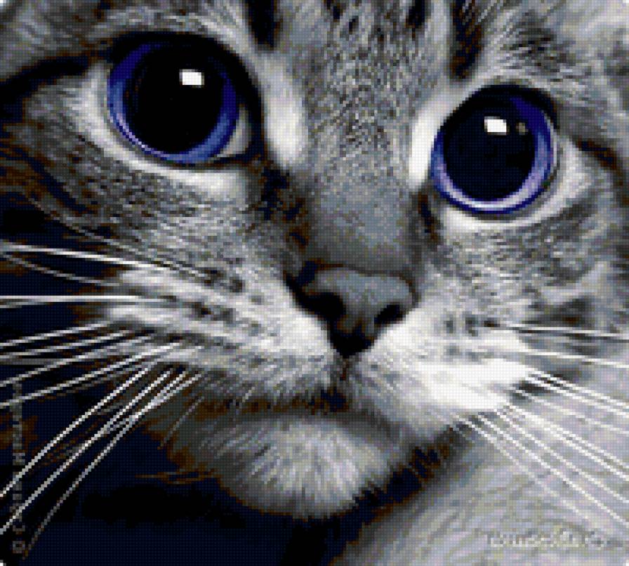 Котя - предпросмотр