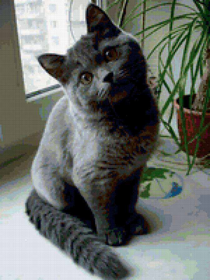 Британец - предпросмотр