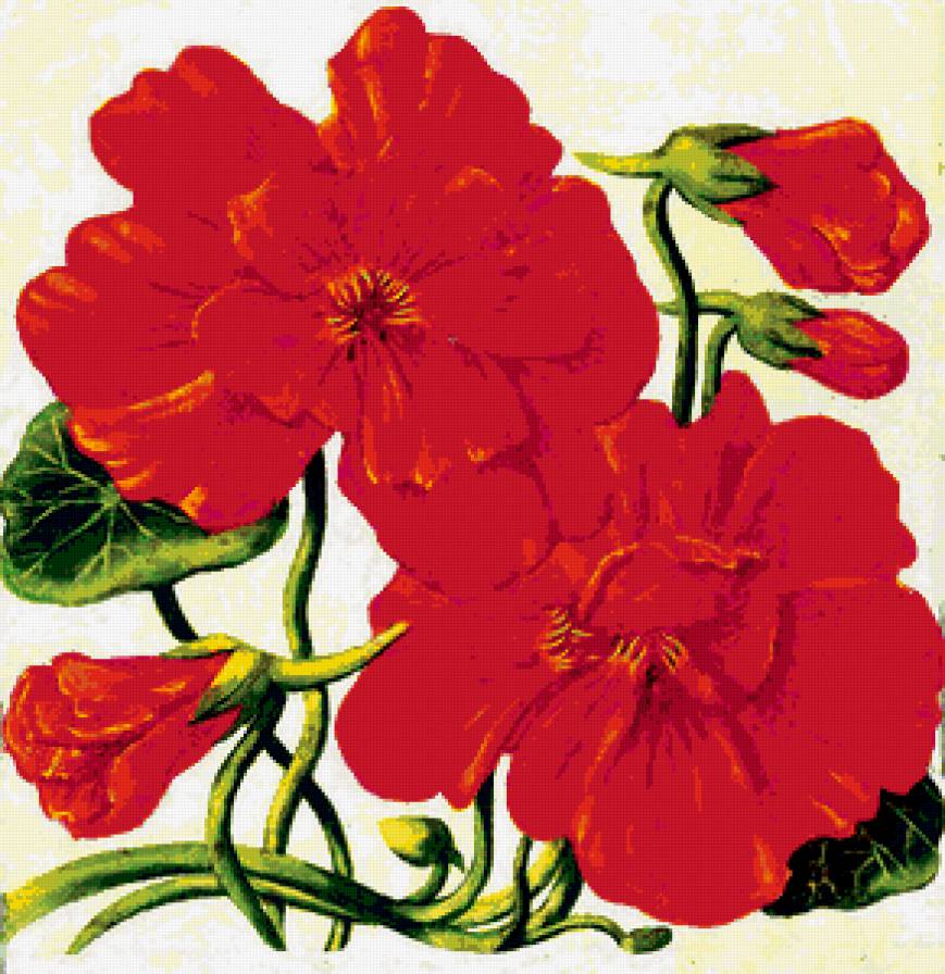 Настурция - цветы, живопись - предпросмотр