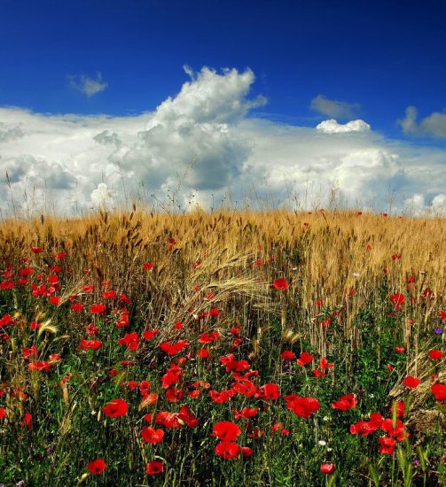 в поле - лето, цветы, природа - оригинал