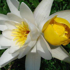 Схема вышивки «лилии»