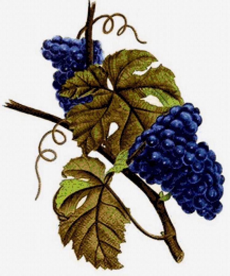 Виноград - виноград, картина - предпросмотр